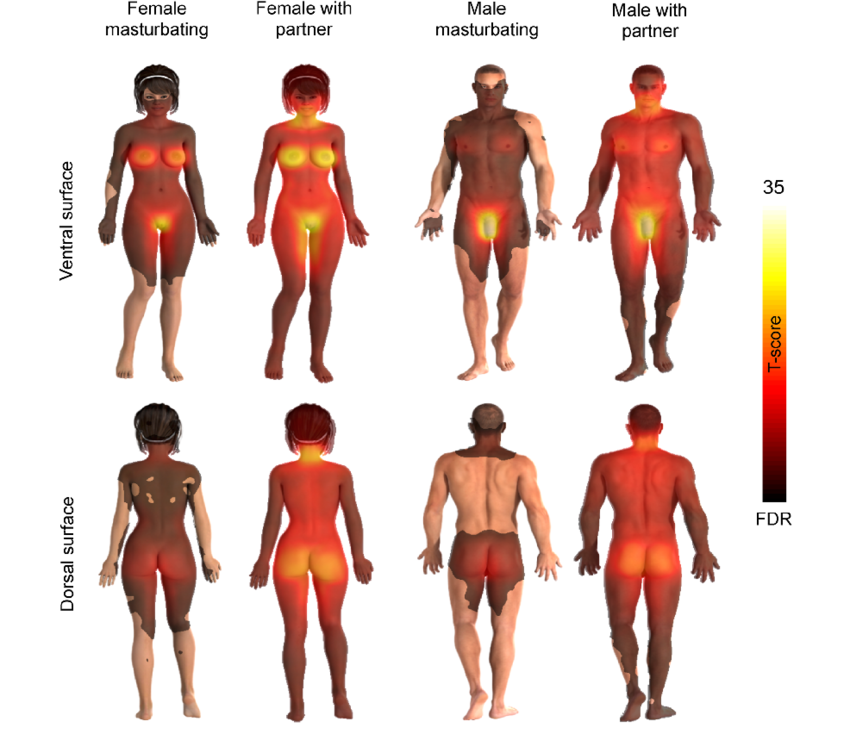 Image depicting a heatmap of human erogenous zones